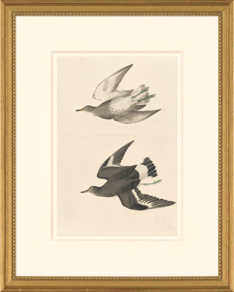 Audubon's Watercolors Octavo Pl. 428, Surfbird