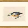 Audubon's Watercolors Octavo Pl. 429, Steller's Eider