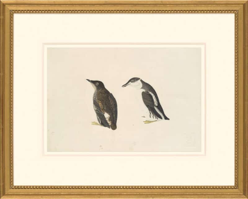 Audubon's Watercolors Octavo Pl. 430, Marbled Murrelet