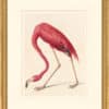 Audubon's Watercolors Octavo Pl. 431, American Flamingo