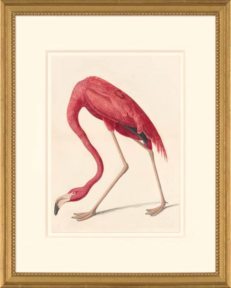 Audubon's Watercolors Octavo Pl. 431, American Flamingo
