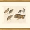 Audubon's Watercolors Octavo Pl. 432, Burrowing Owl, Little Owl , Northern Pygmy Owl and Short-eared Owl, Havell