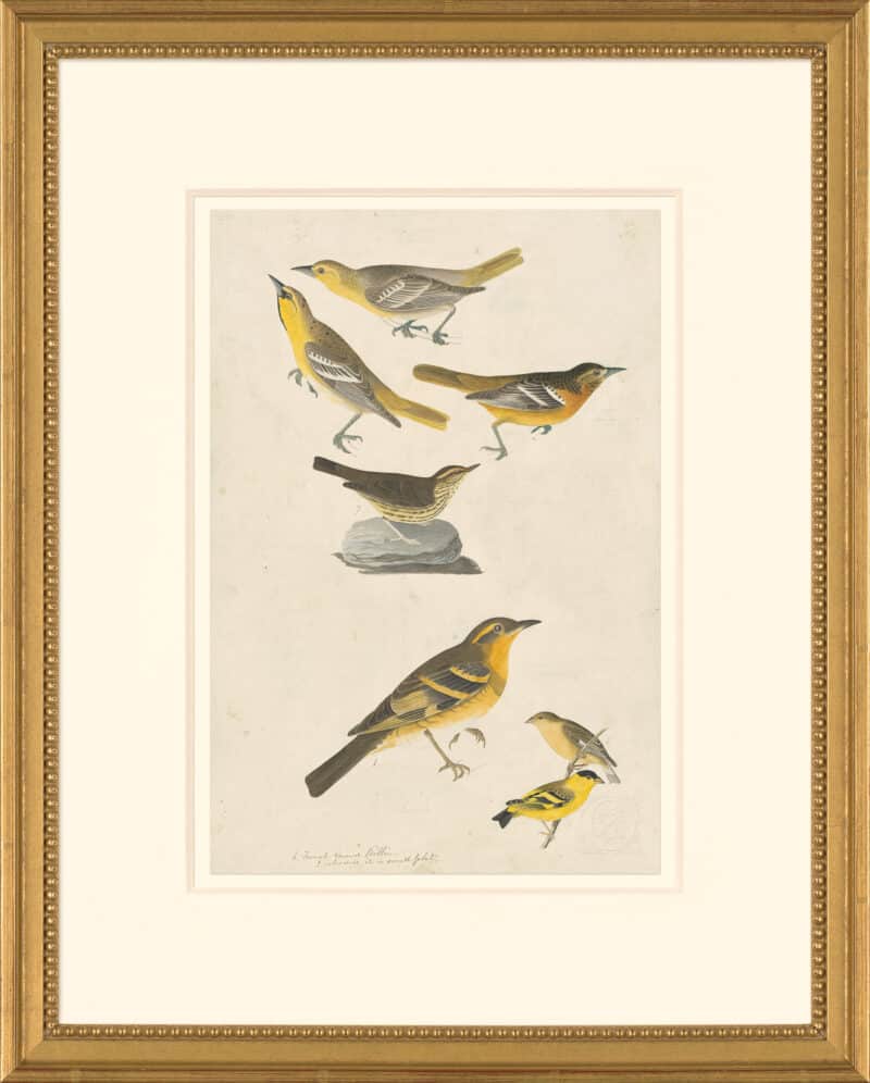 Audubon's Watercolors Octavo Pl. 433, Northern Oriole, Northern Waterthrush,  Lesser Goldfinch and Varied Thrush