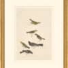 Audubon's Watercolors Octavo Pl. 434, Red-eyed Vireo,  Least Flycatcher, Small-headed Flycatcher,  Black Phoebe, Blue Mountain Warbler, Western Wood-Pewee