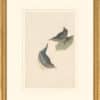 Audubon's Watercolors Octavo Pl. 435, American Dipper