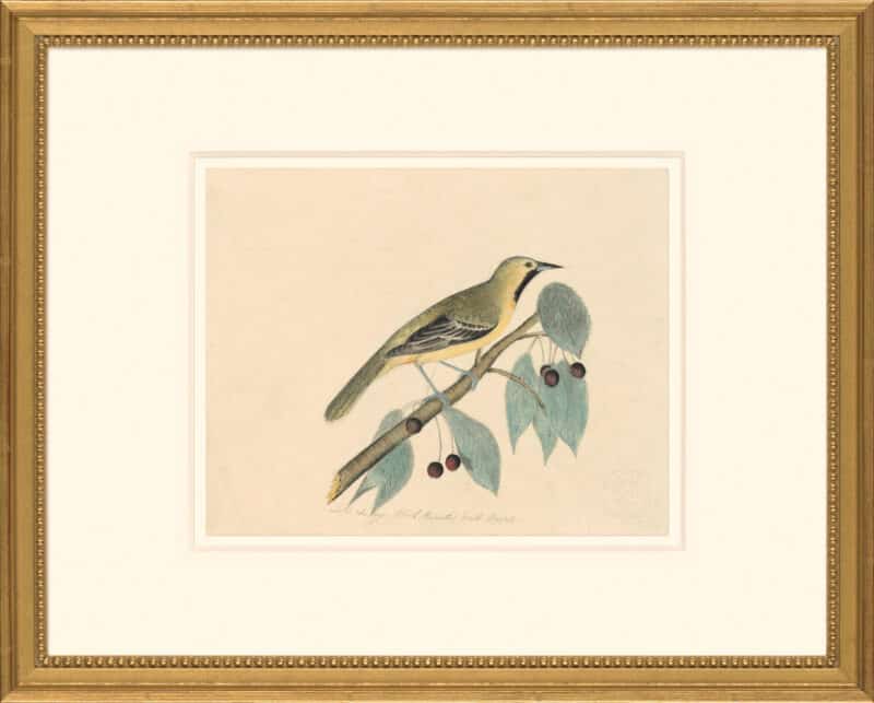 Audubon's Watercolors Octavo Pl. 1A, Orchard Oriole