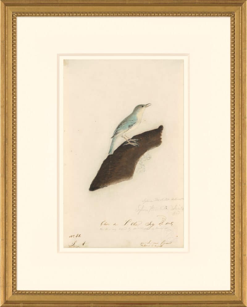 Audubon's Watercolors Octavo Pl. 5A, Sylvia trochitus delicata