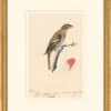 Audubon's Watercolors Octavo Pl. 6A, Rose-breasted Grosbeak