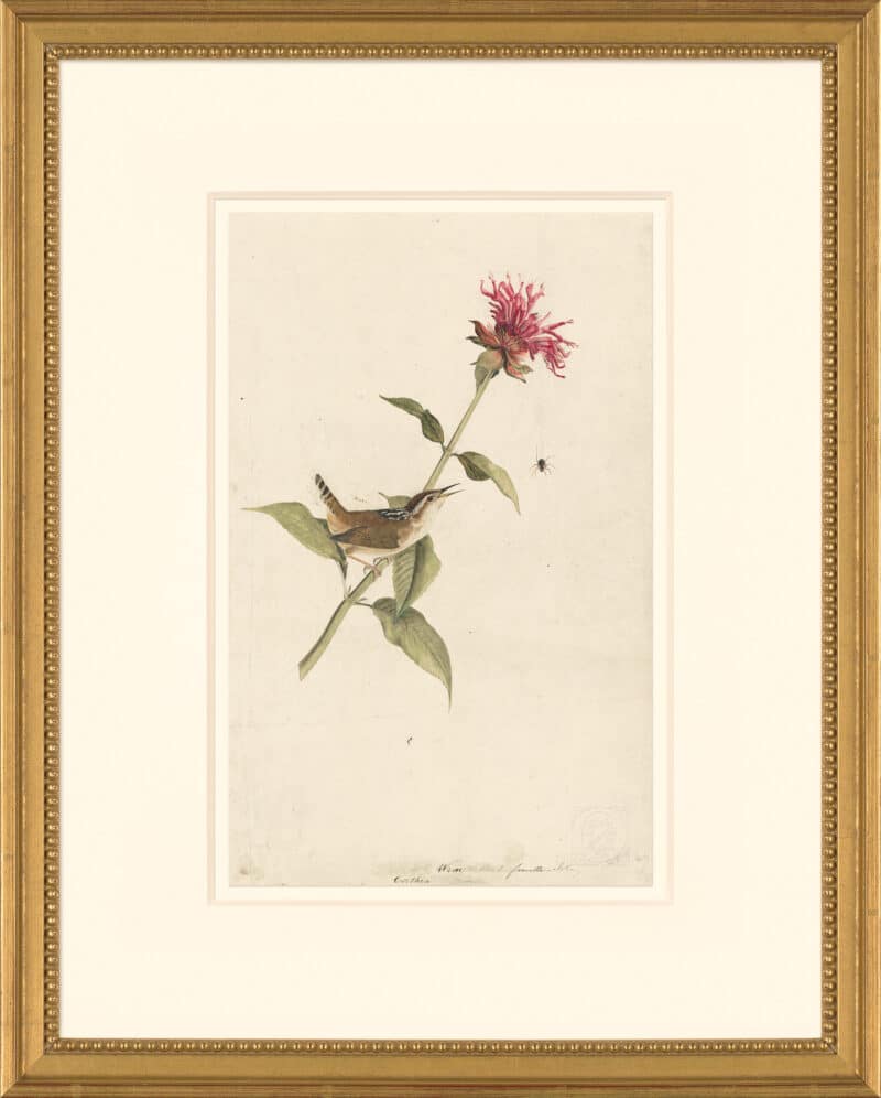 Audubon's Watercolors Octavo Pl. 7A, Marsh Wren