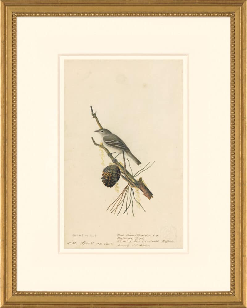 Audubon's Watercolors Octavo Pl. 8A, Eastern Wood-Pewee