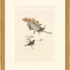 Audubon's Watercolors Octavo Pl. 10A, Unidentified Sparrows