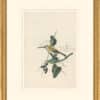 Audubon's Watercolors Octavo Pl. 11A, Yellow-rumped Warbler