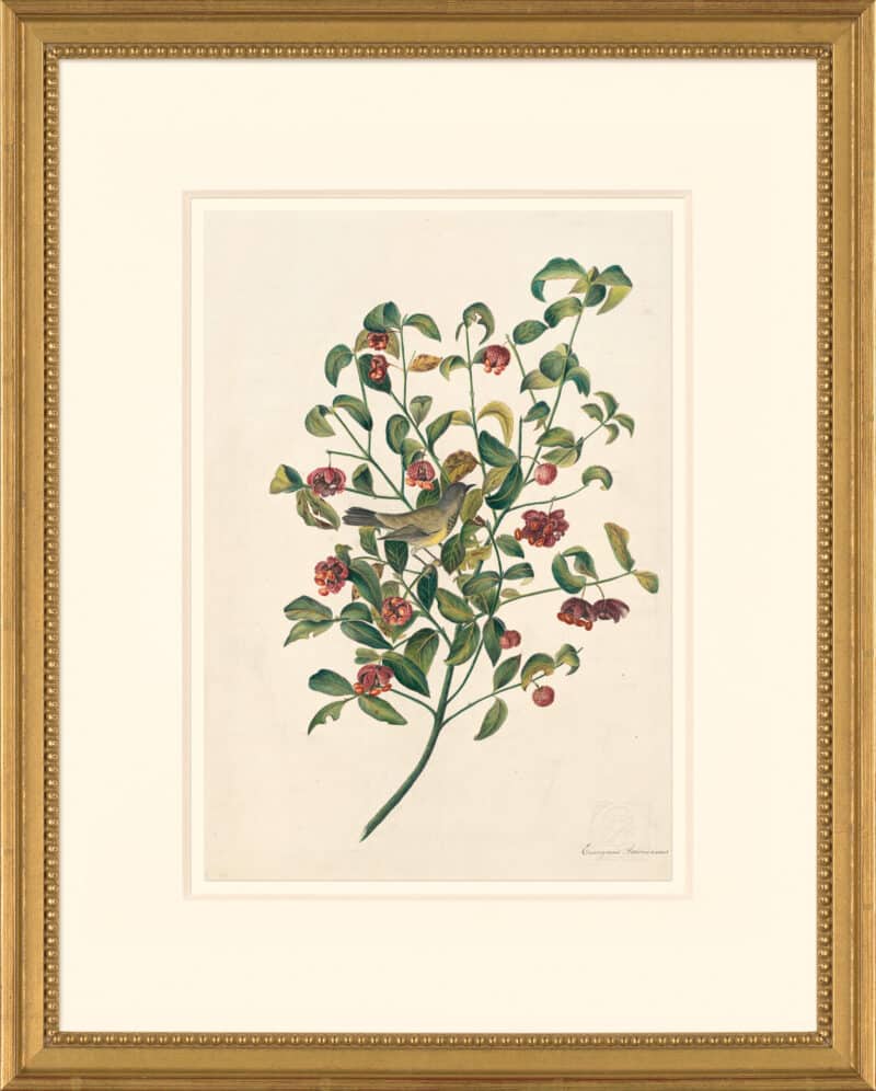 Audubon's Watercolors Octavo Pl. 12A, Bachman's Warbler