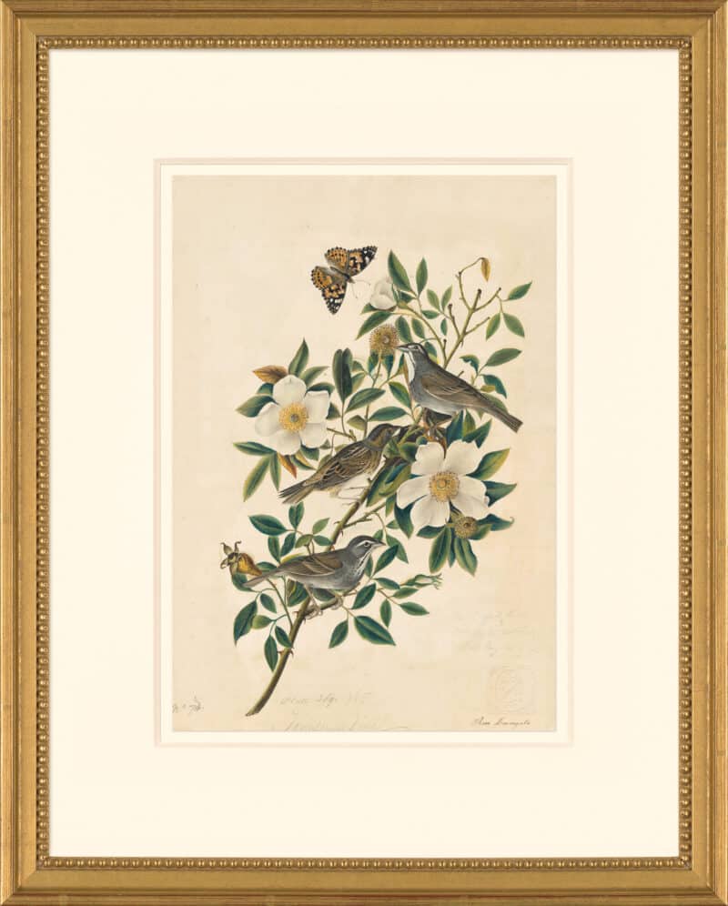 Audubon's Watercolors Octavo Pl. 13A, Townsend's Bunting