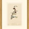 Audubon's Watercolors Octavo Pl. 14A, Blue-winged Warbler and Golden-winged Warbler