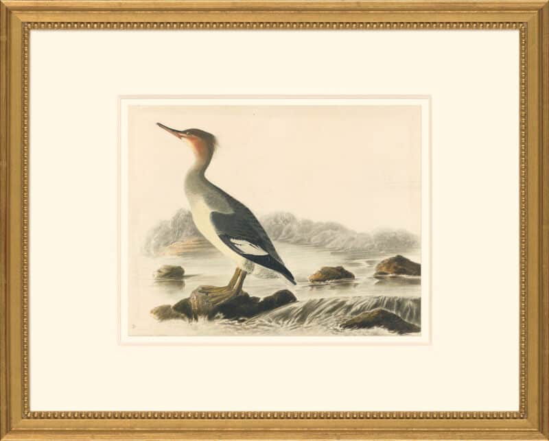 Audubon's Watercolors Octavo Pl. 15A, Red-breasted Merganser