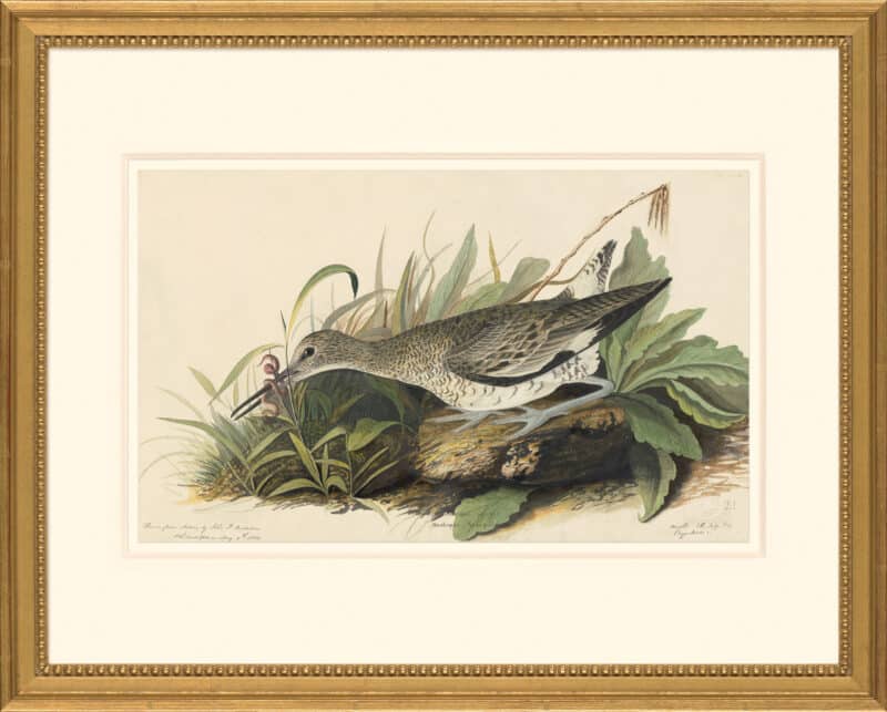 Audubon's Watercolors Octavo Pl. 16A, Willet
