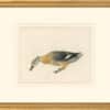 Audubon's Watercolors Octavo Pl. 17A, Gadwall