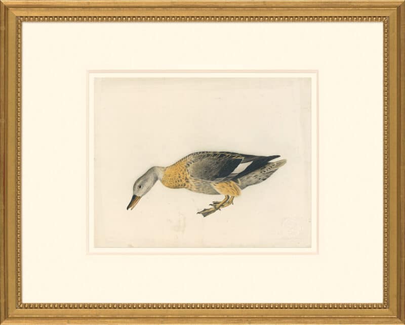Audubon's Watercolors Octavo Pl. 17A, Gadwall