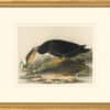 Audubon's Watercolors Octavo Pl. 18A, American Black Duck
