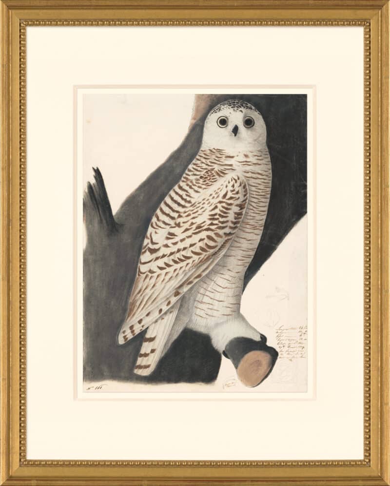 Audubon's Watercolors Octavo Pl. 19A, Snowy Owl