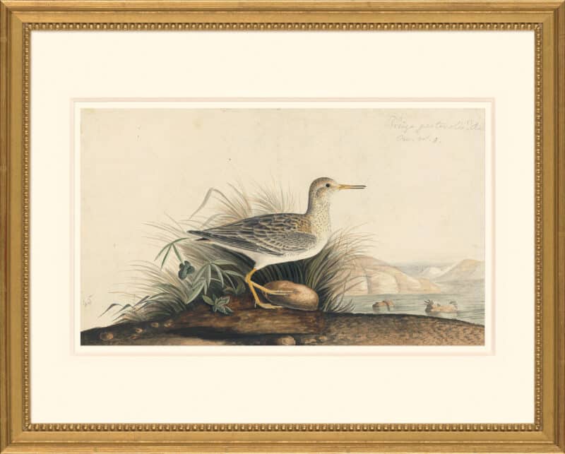 Audubon's Watercolors Octavo Pl. 21A, Pectoral Sandpiper