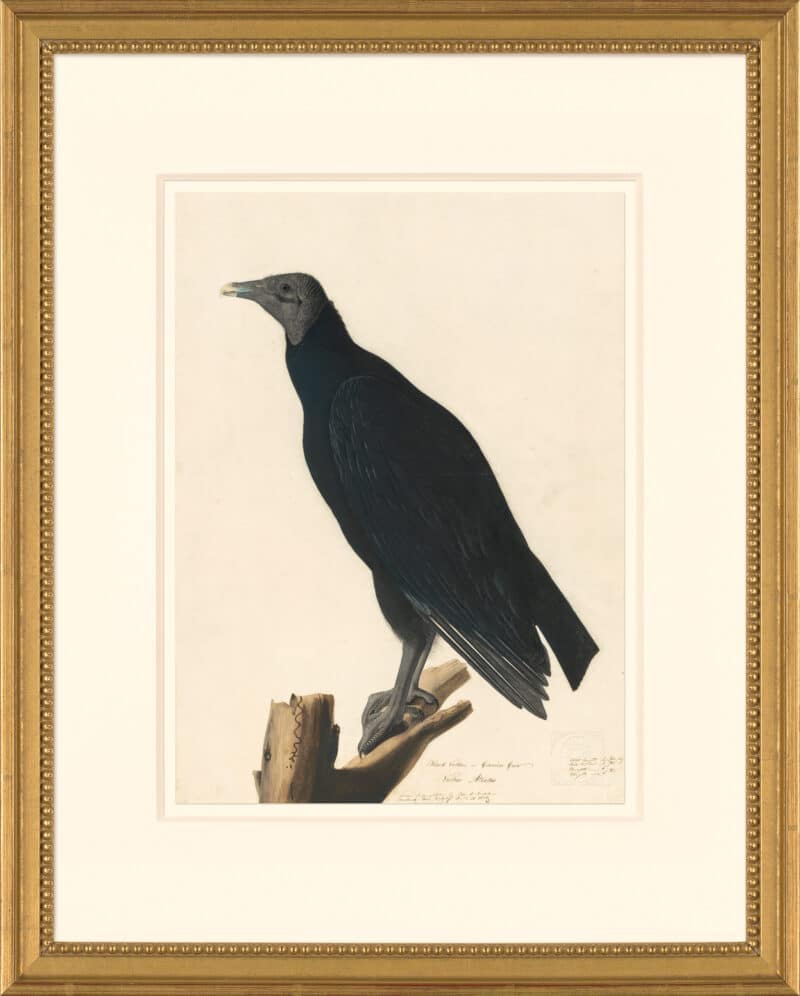 Audubon's Watercolors Octavo Pl. 23A, Black Vulture