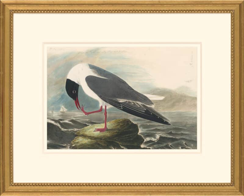 Audubon's Watercolors Octavo Pl. 24A, Common Black-headed Gull