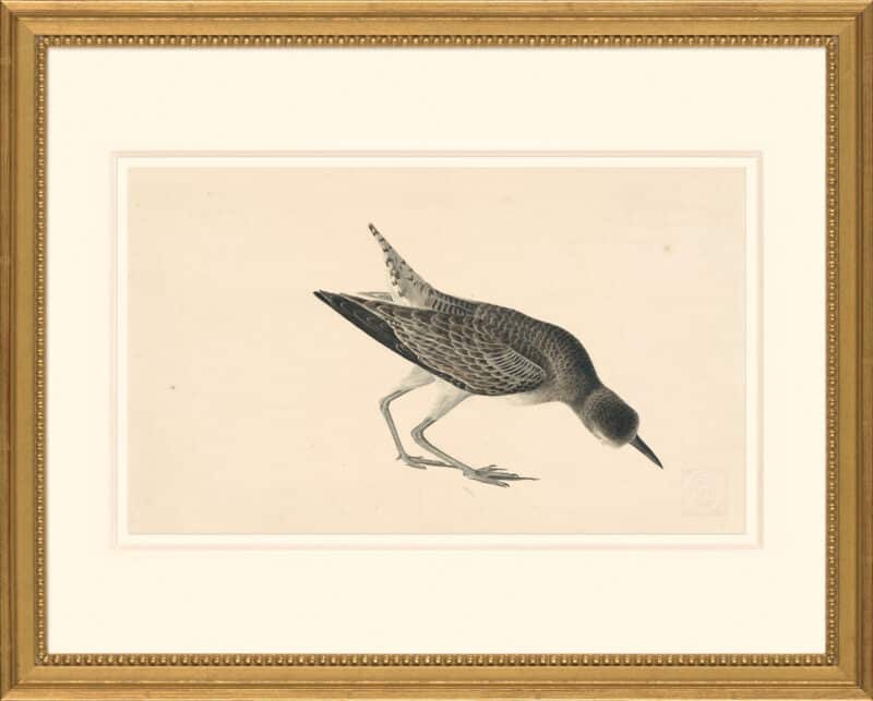 Audubon's Watercolors Octavo Pl. 25A, Unidentified Shorebird (Black-bellied Plover)