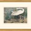 Audubon's Watercolors Octavo Pl. 29A, Great Egret
