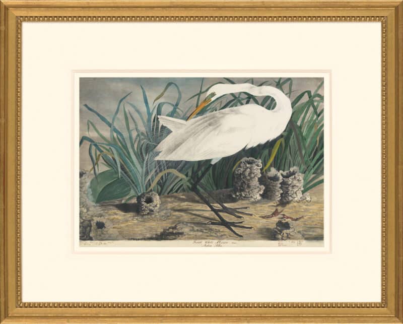 Audubon's Watercolors Octavo Pl. 29A, Great Egret