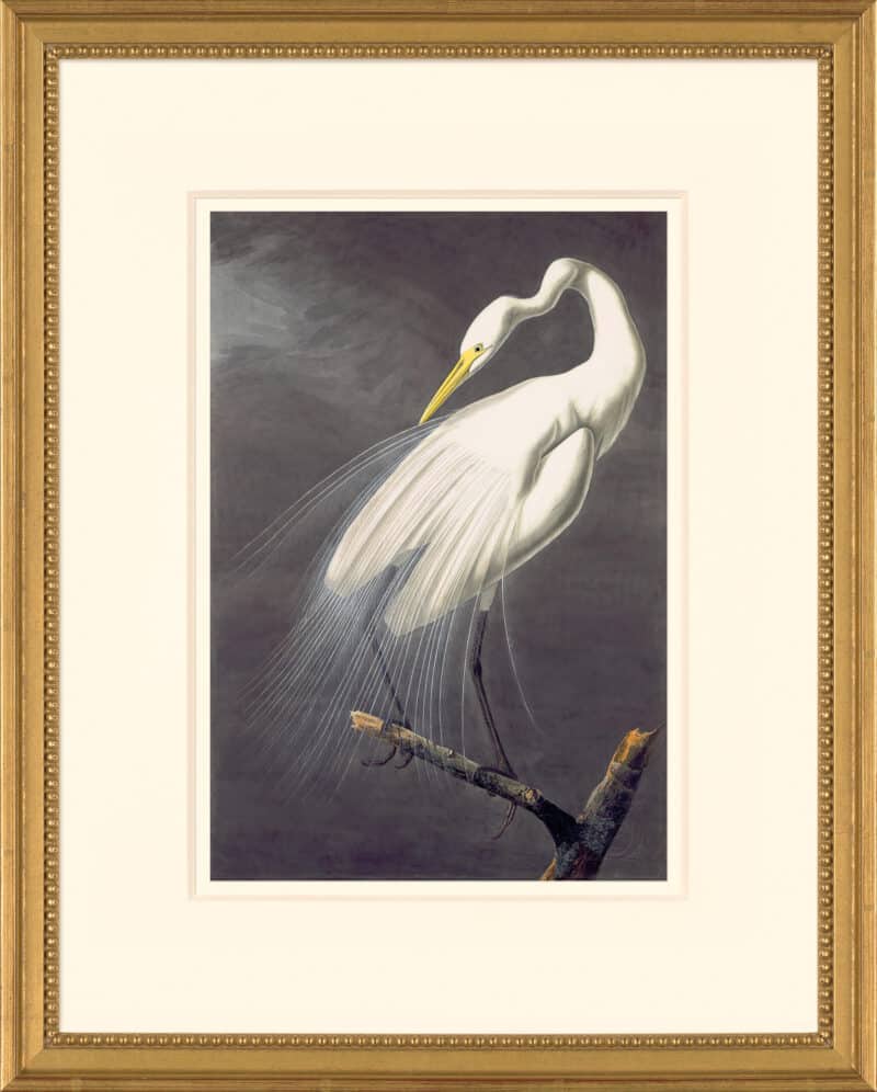 Audubon's Watercolors Octavo Pl. 30A, Great Egret