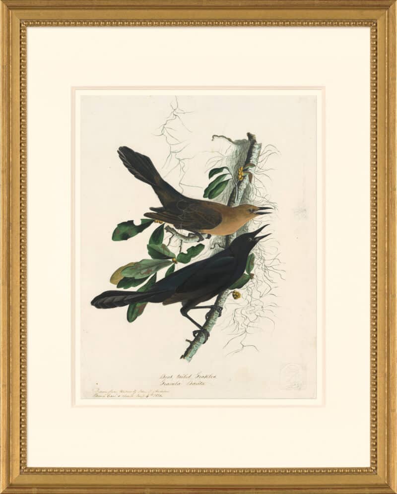 Audubon's Watercolors Octavo Pl. 32A, Boat-tailed Grackle