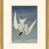 Audubon's Watercolors Octavo Pl. 33A, Common Tern