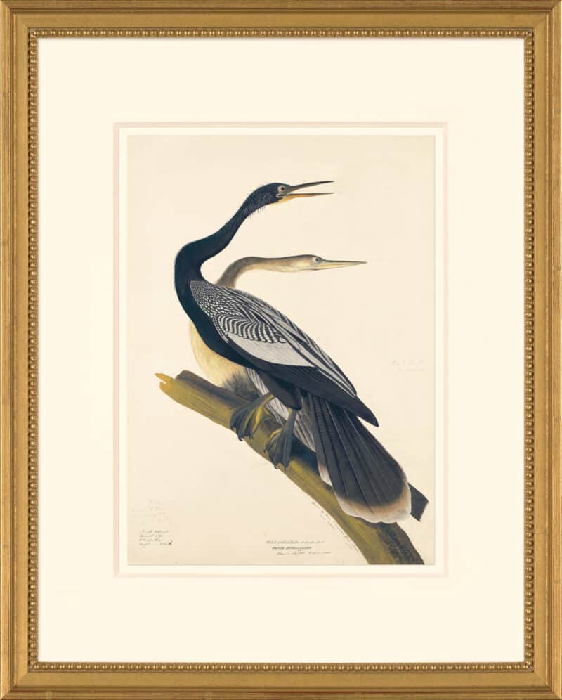 Audubon's Watercolors Octavo Pl. 34A, Black Bellied Darter or Snake Bird (Anhinga)