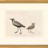 Audubon's Watercolors Octavo Pl. 35A, Black-bellied Plover