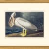 Audubon's Watercolors Octavo Pl. 36A, American White Pelican