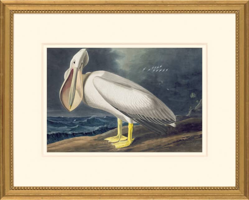 Audubon's Watercolors Octavo Pl. 36A, American White Pelican
