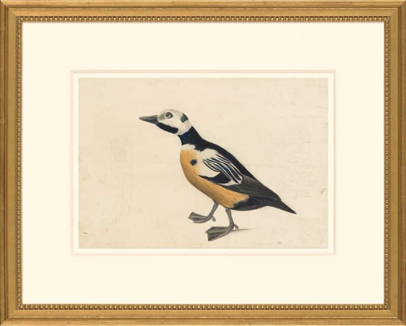 Audubon's Watercolors Octavo Pl. 37A, Steller's Eider