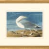 Audubon's Watercolors Octavo Pl. 38A, Herring Gull