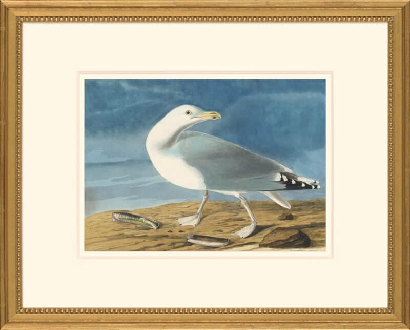 Audubon's Watercolors Octavo Pl. 38A, Herring Gull
