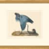 Audubon's Watercolors Octavo Pl. 39A, Little Blue Heron