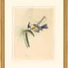 Audubon's Watercolors Octavo Pl. 40B, Black Throated Green Warbler