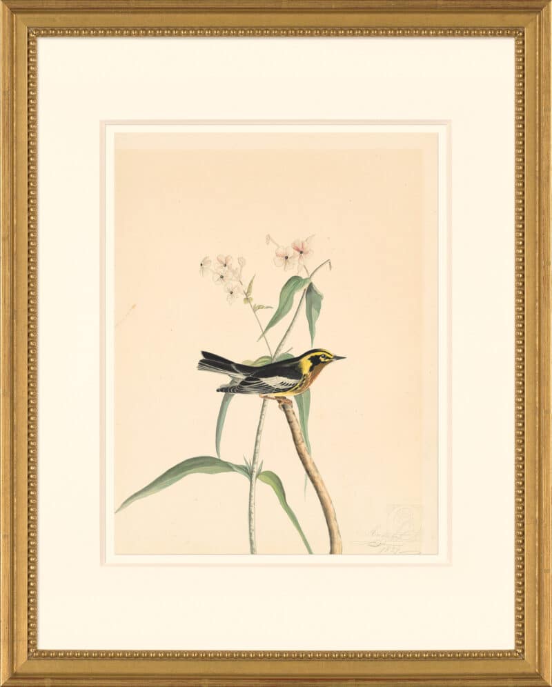 Audubon's Watercolors Octavo Pl. 41B, Blackburnian Warbler
