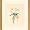 Audubon's Watercolors Octavo Pl. 42B, Tufted Titmouse