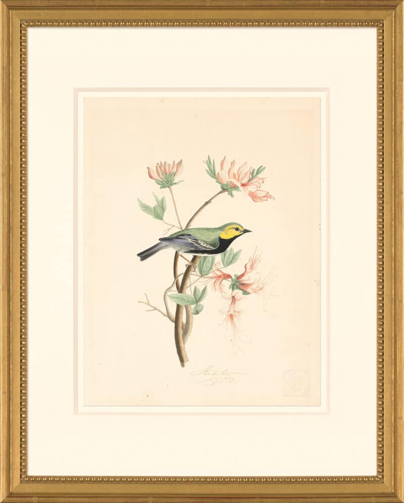 Audubon's Watercolors Octavo Pl. 42B, Tufted Titmouse