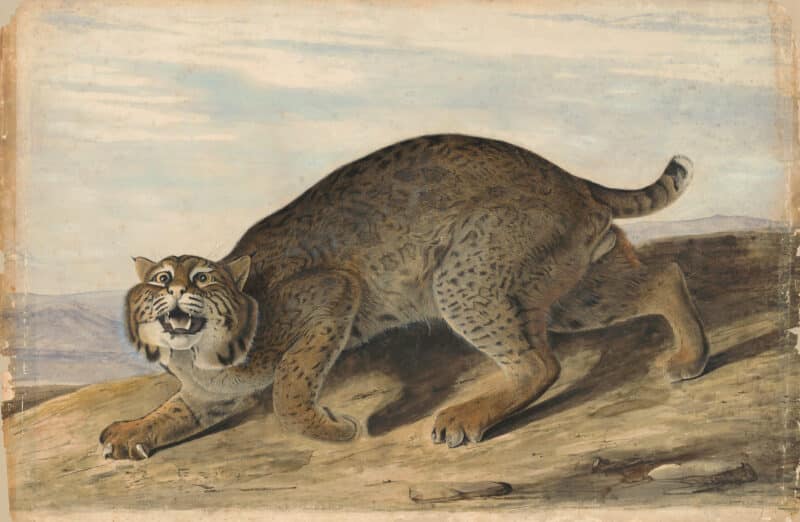 Audubon's Watercolors Pl. 1, Common American Wildcat