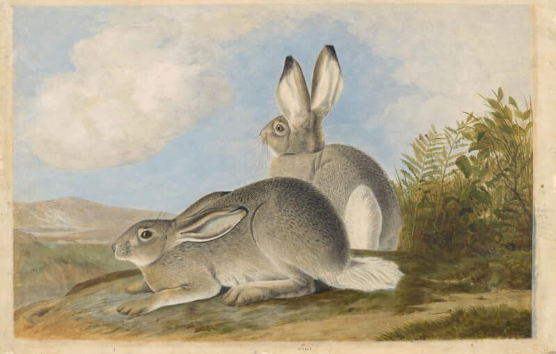 Audubon's Watercolors Pl. 3, Rocky Mountain Hare