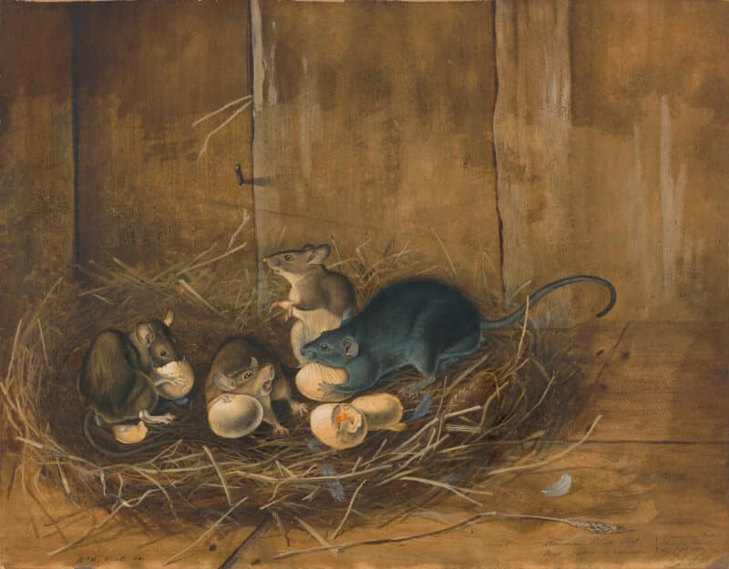 Audubon's Watercolors Pl. 23, Black Rat