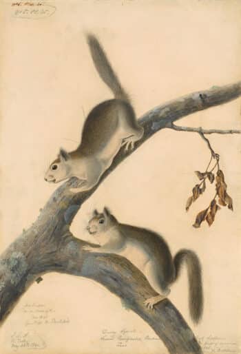 Audubon's Watercolors Pl. 25, Downy Squirrel